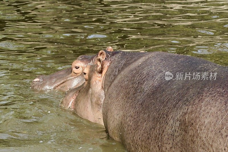 非洲野生河马在肯尼亚野生动物园的水中降温，河马的眼睛、耳朵和皮肤的特写照片，危险的动物/河马在奈瓦沙湖晒太阳和沐浴在泥泞的水中，肯尼亚，非洲，眼睛和耳朵伸出来